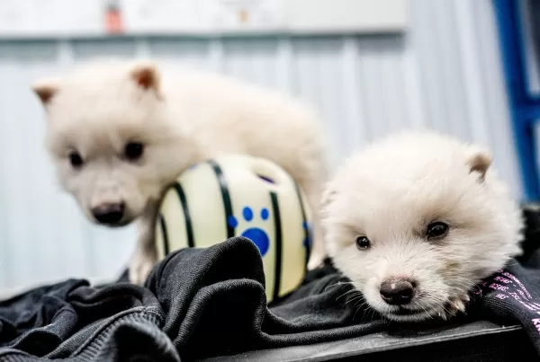 Direwolf Puppies First Month