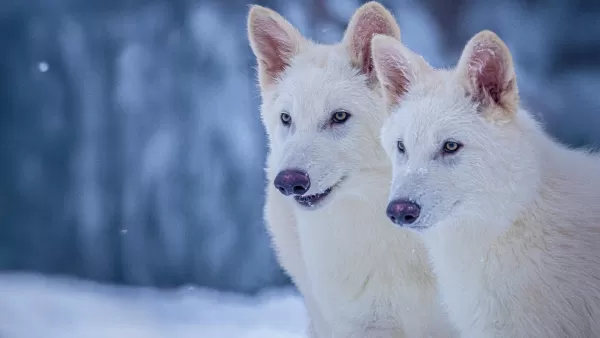 Reviving the Mighty Dire Wolf After 12,500 Years