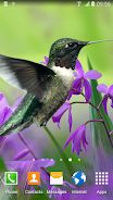 Hummingbirds Live Wallpaper 螢幕截圖 1