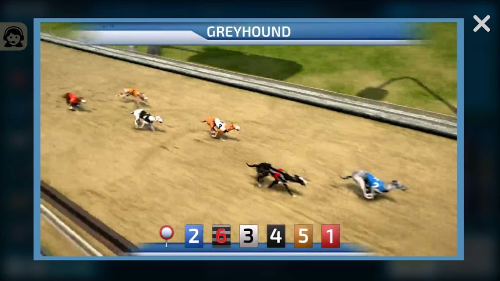 Dogs3D Races Betting Schermafbeelding 1