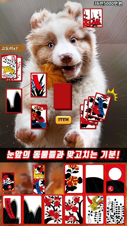 애니멀 맞고 - 동물 팻 고스톱 스크린샷 1