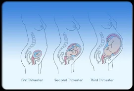 Pregnancy Stages Screenshot 3