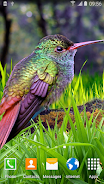 Hummingbirds Live Wallpaper 螢幕截圖 2